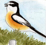 Masked Shrike