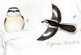 Masked Shrike