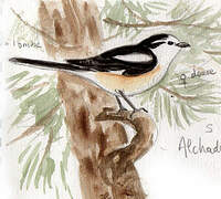 Masked Shrike