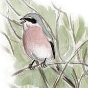 Iberian Grey Shrike