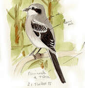 Iberian Grey Shrike