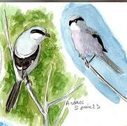 Iberian Grey Shrike