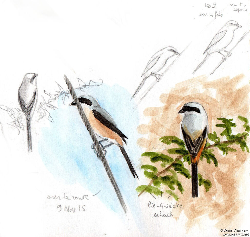 Long-tailed Shrike