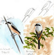 Long-tailed Shrike