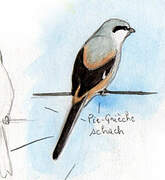 Long-tailed Shrike