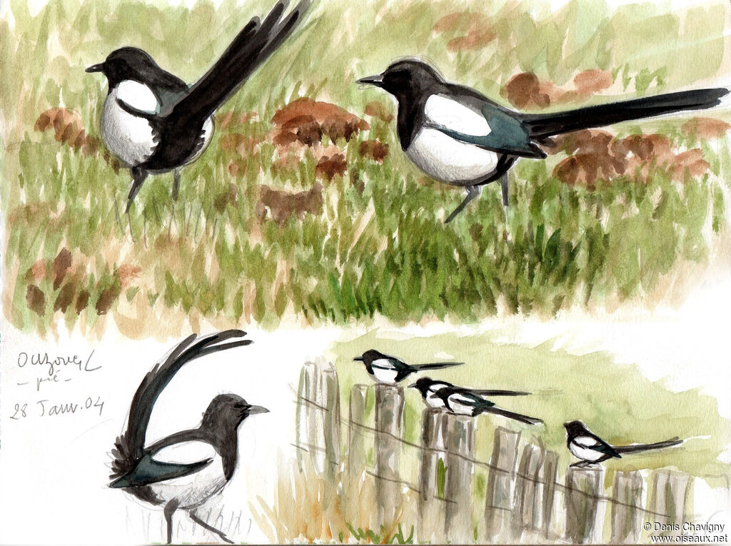 Eurasian Magpie, habitat