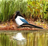 Eurasian Magpie