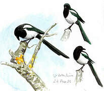 Eurasian Magpie