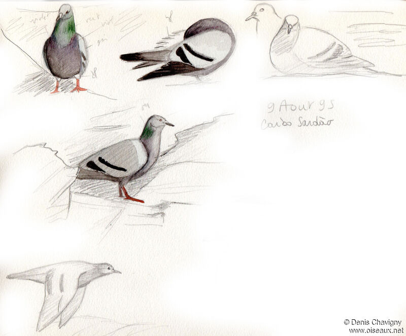 Pigeon biset, habitat, Nidification