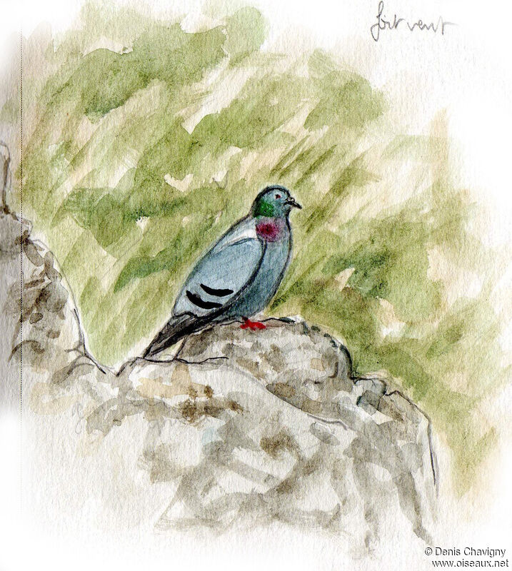 Pigeon bisetadulte, habitat