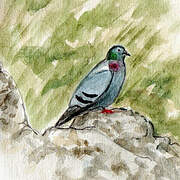 Rock Dove