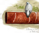 Pigeon colombin