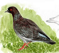 Picazuro Pigeon