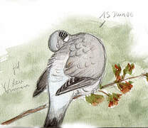 Common Wood Pigeon