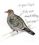 Pigeon tigré