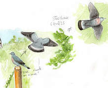 Trocaz Pigeon
