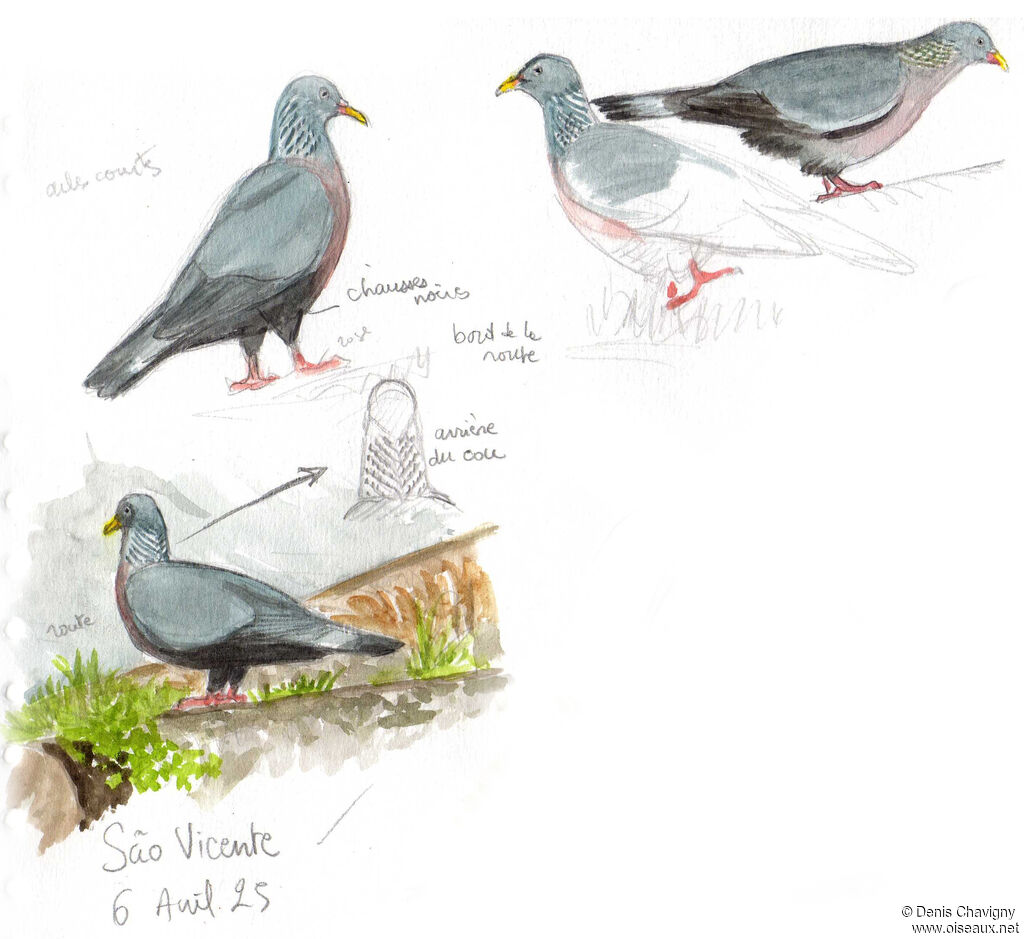Pigeon trocazadulte, portrait