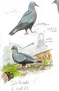 Trocaz Pigeon