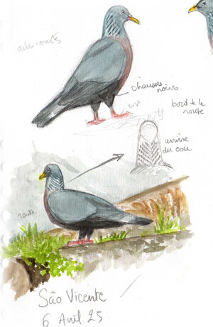 Pigeon trocaz