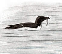 Razorbill