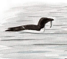 Pingouin torda