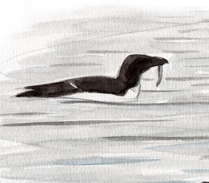 Pingouin torda