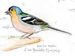 Pinson de Madère