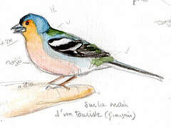 Madeira Chaffinch