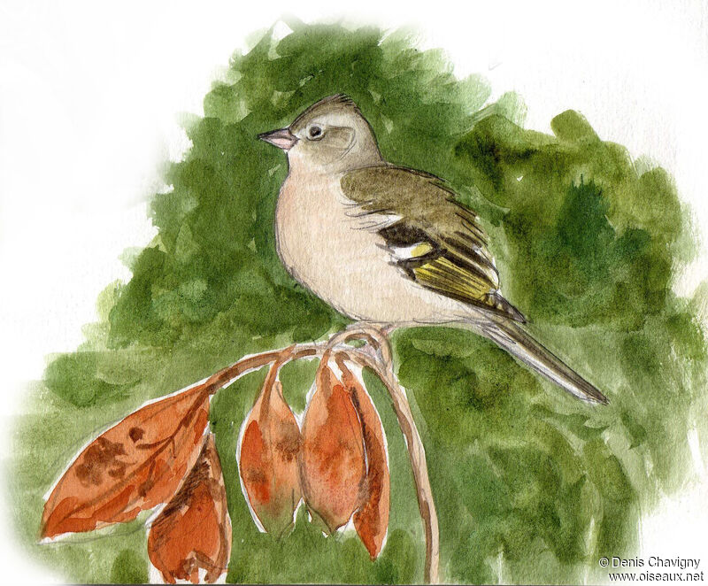 Common Chaffinchjuvenile, identification