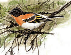 Brambling