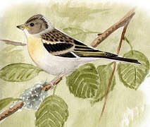 Brambling