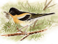 Brambling