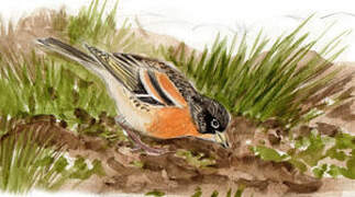 Brambling