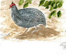 Helmeted Guineafowl