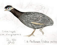 Eastern Crested Guineafowl