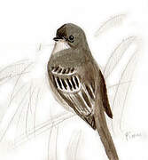 Eastern Wood Pewee