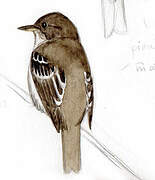 Eastern Wood Pewee