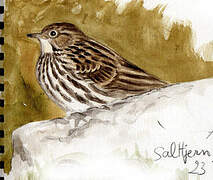 Red-throated Pipit