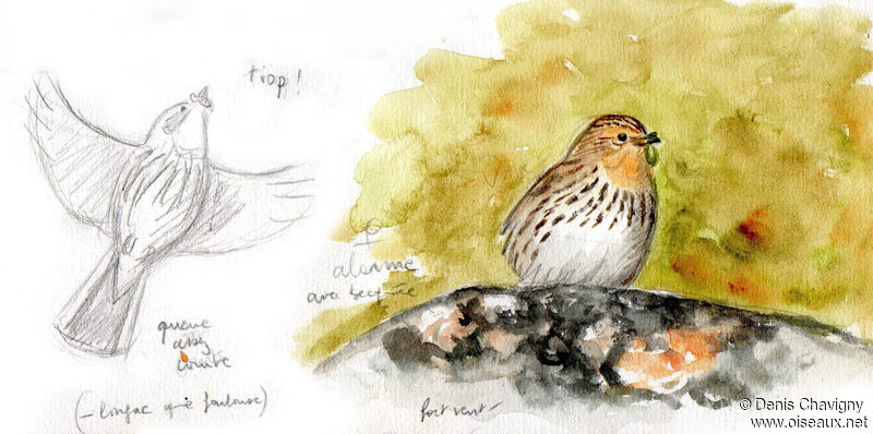 Red-throated Pipit female adult breeding, identification, Reproduction-nesting