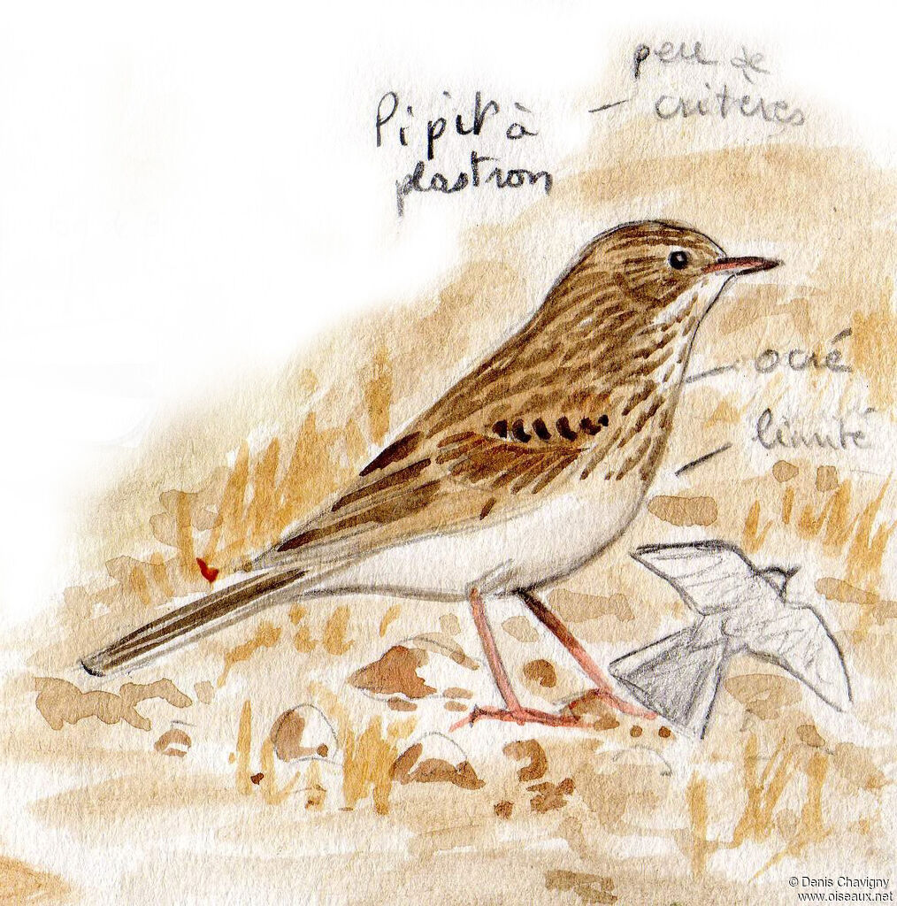 Pipit à plastron, habitat