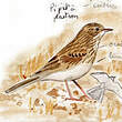 Pipit à plastron