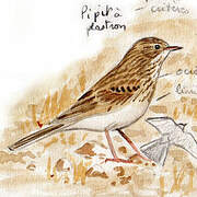 Short-billed Pipit