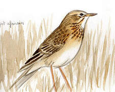 Pipit africain