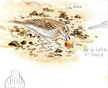 Berthelot's Pipit