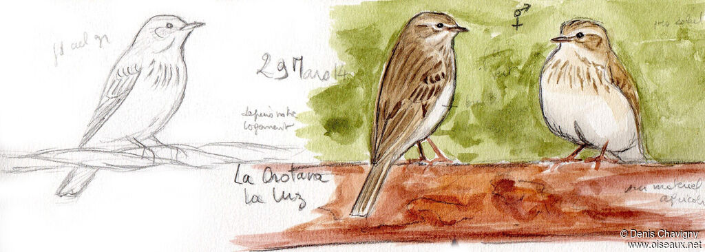 Pipit de Berthelotadulte, habitat