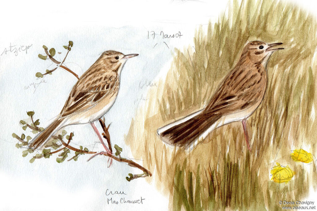 Pipit de Richard, habitat