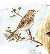 Richard's Pipit