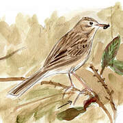 Richard's Pipit