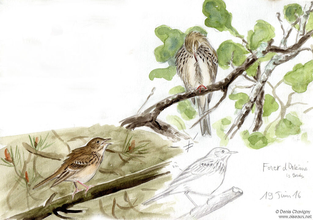 Pipit des arbresadulte nuptial, habitat, soins