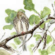 Pipit des arbres